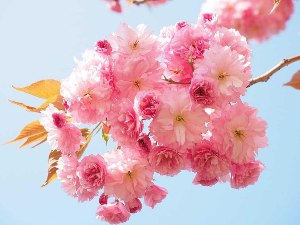cherry blossom, japanese cherry, smell-1260641.jpg